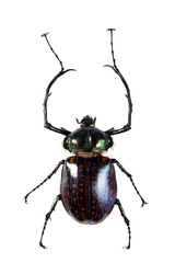 Arlequin beetle on the white background