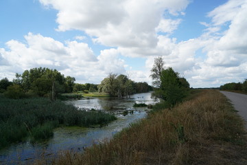 Obraz premium Backwater on the Danube in Germany are valuable nesting grounds for rare birds and fish Backwater, 