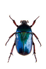 Blue beetle on the white background