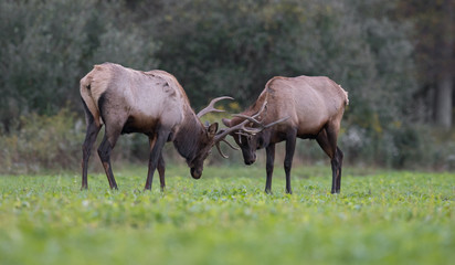 Bull Elk Rutting in meadow