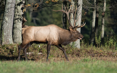 Naklejka na ściany i meble Bull Elk in Forest