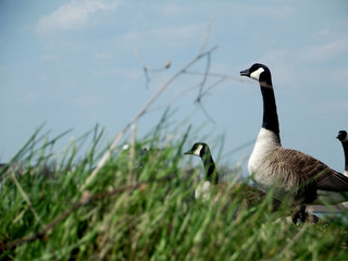 Canadian Geese at Belle Isle