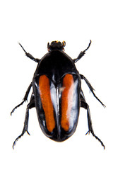 Spotted beetle on the white background