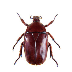 Red beetle on the white background
