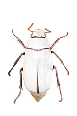 Cockchafe beetle on the white background