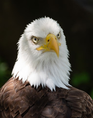 Obraz premium Bald Eagle 