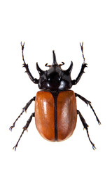 Rhinoceros beetle on the white background