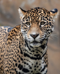 Fototapeta na wymiar Jaguar in a Zoo