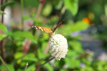 Tokyo,Japan-August 15, 2018: small copper - Lycaena phlaeas - is picking white clover flower's nectar in Tokyo
