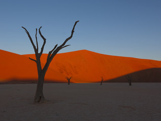 Dead camelthorn trees sitting in a salt pan in Deadvlie