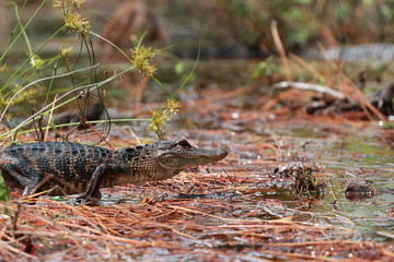 Young Juvenile Baby Alligator Walking