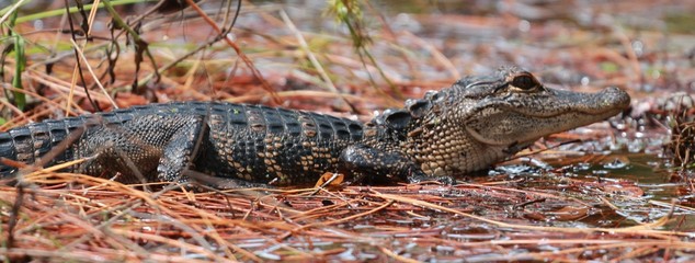 Young Juvenile Baby Alligator 