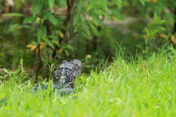 The back of a Young Alligator 