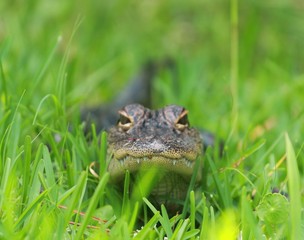 Low Perspective of a small young alligator in the grass of the Florida Swamp 