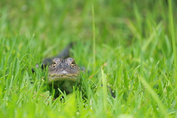 Low Perspective of a small young alligator in the grass of the Florida Swamp 
