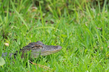 Small Alligator in the Grass of the Florida Wetlands 