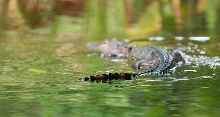Juvenile Alligator Swimming Away into the Florida Swamp 