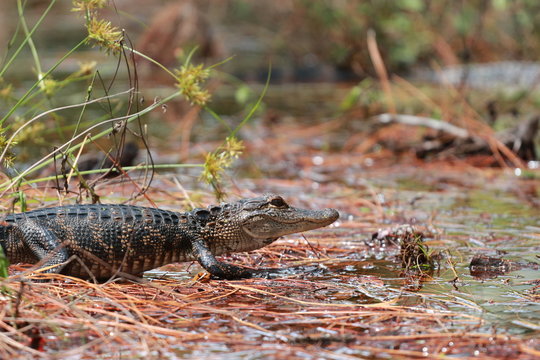 Young Juvenile Baby Alligator Walking through the Swamp 