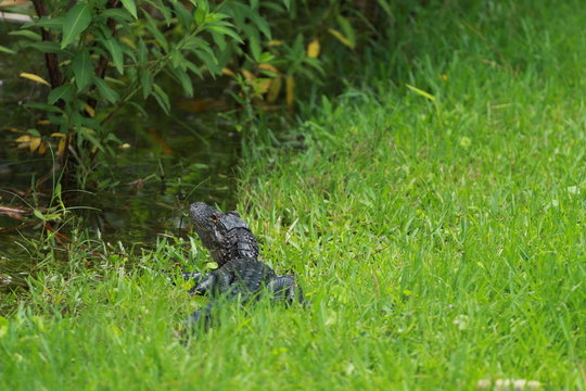 Young Baby Alligator in the Grass Swamp / Florida Wildlife 