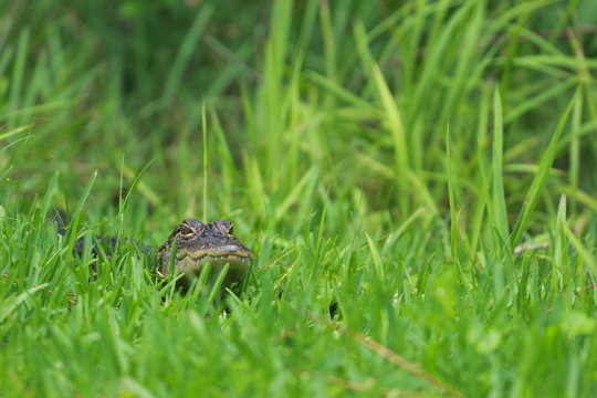 Baby Alligator in the grass 