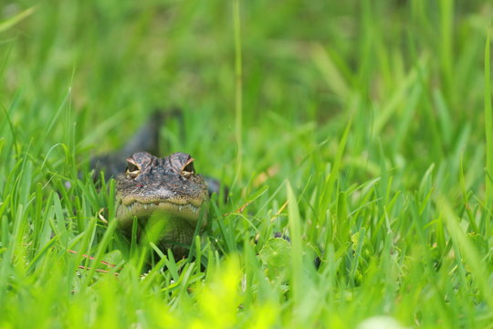 Young Alligator Basking in the Grass / Florida Wildlife 