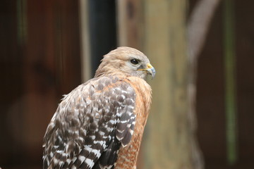 Profile Portrait of a Hawk / Florida Wildlife 
