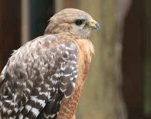 Profile Portrait of a Hawk / Florida Wildlife 