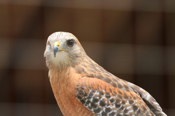 Portrait of a Hawk / Florida Wildlife 