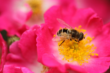 a bee on pink rosebush