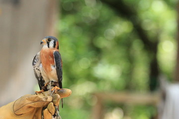 Fototapeta premium Falconer with American Kestrel / Bird 