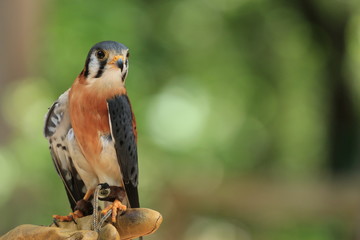 Cute Portrait of a Rescued American Kestrel / Bird 
