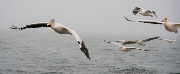 Great White Pelicans in flight