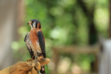 American Kestrel / Bird of Prey on a Falconer Glove 