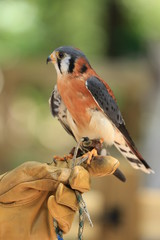 American Kestrel Close Up   Bird of Prey from North America