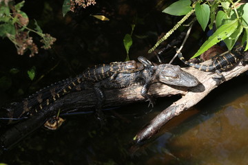 Young Baby Alligators Basking / Laying on one another 