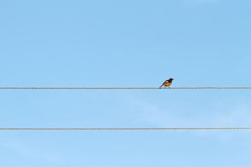 yellow wild bird on iron line
