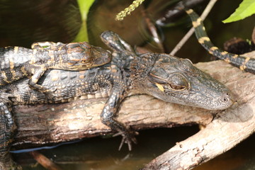 Young Baby Alligators Basking / Laying on one another 