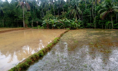 paddy field