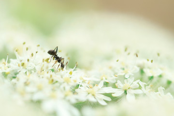 an ant on wild white flowers