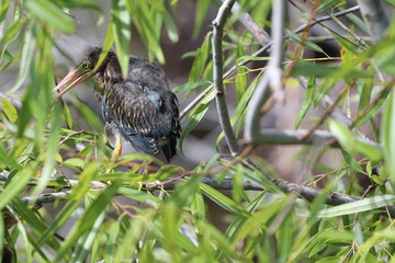 Baby Heron in the Bushes 