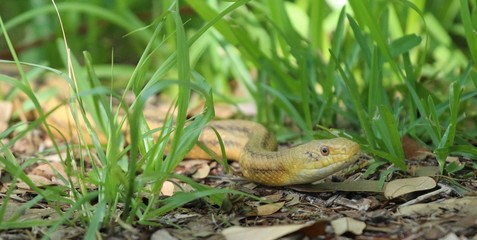 Friendly Snake Slithering Through the Grass 