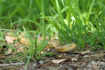 Friendly Snake Slithering Through the Grass 