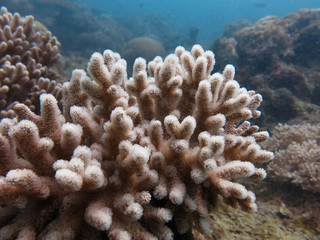 Naklejka na ściany i meble Soft coral that found within coral reef area at Tioman island, Malaysia