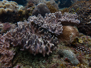 Soft coral that found within coral reef area at Tioman island, Malaysia