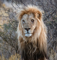 Obraz na płótnie Canvas Adult male lion stands in short dry grass