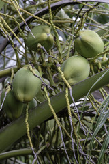 closeup of green coconuts on a palm tree III