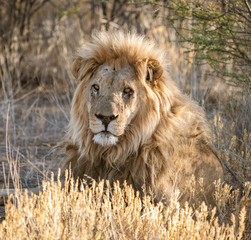 Adult male lion lies down in the short dry grass