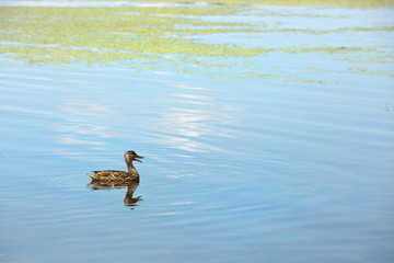 Duck swimming in a lake