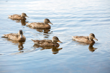 Mother duck and her ducklings in a lake
