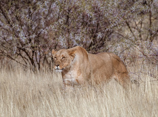 Female lion stands in short dry grass, looking for more food
